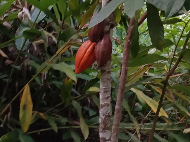 Imagem 5: Chácara à venda em Boa Nova-BA: 0,30 m² de área no bairro X