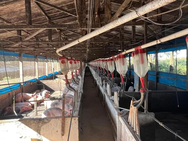 Imagem 16: Área Rural Produtiva | Granja de Suínos | 1,8 Alqueires