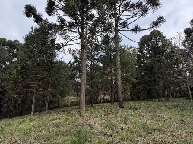 Imagem 3: Terreno em Bateias de Baixo Campo Alegre/SC