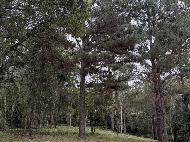 Imagem 7: Terreno em Bateias de Baixo Campo Alegre/SC