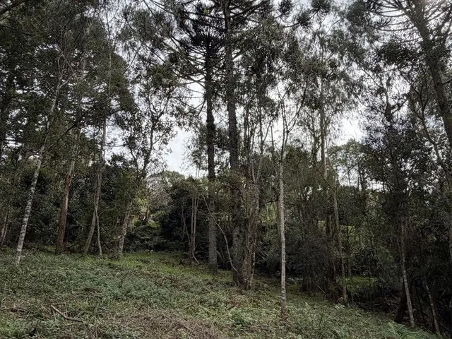 Imagem 15: Terreno em Bateias de Baixo Campo Alegre/SC