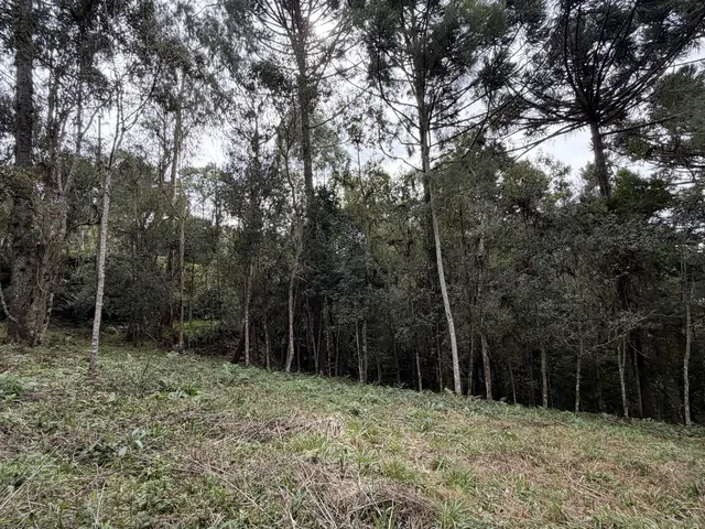 Imagem 10: Terreno em Bateias de Baixo Campo Alegre/SC