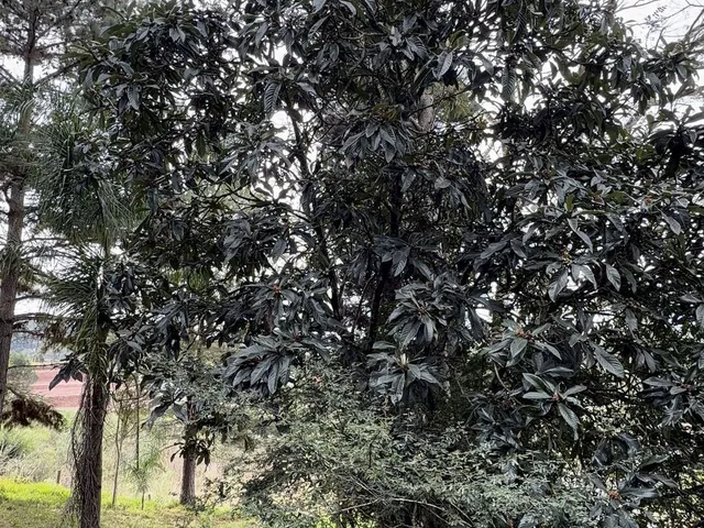 Imagem 8: Terreno em Bateias de Baixo Campo Alegre/SC
