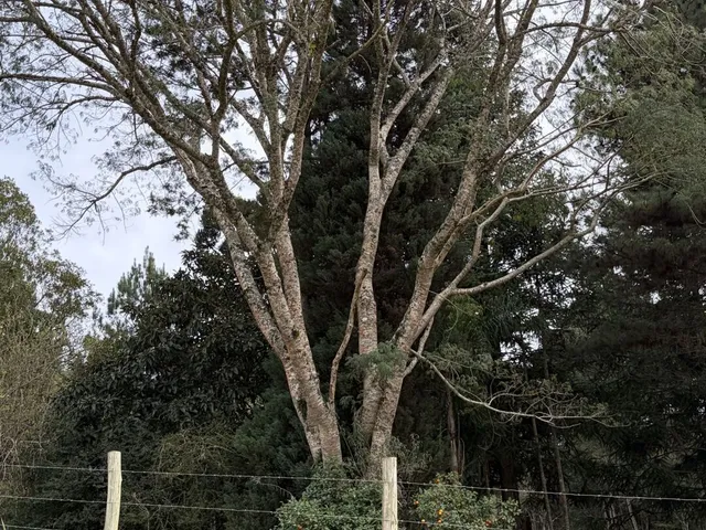 Imagem 13: Terreno em Bateias de Baixo Campo Alegre/SC