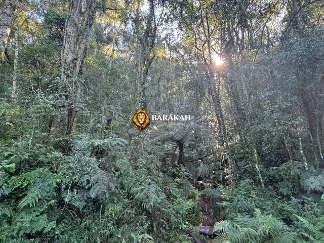 Imagem 2: Chácara à venda no bairro Fazenda Souza - Caxias do Sul/RS