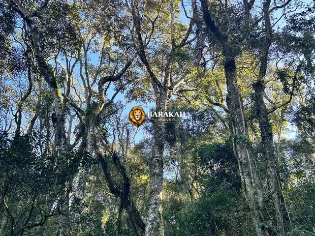 Imagem 3: Chácara à venda no bairro Fazenda Souza - Caxias do Sul/RS