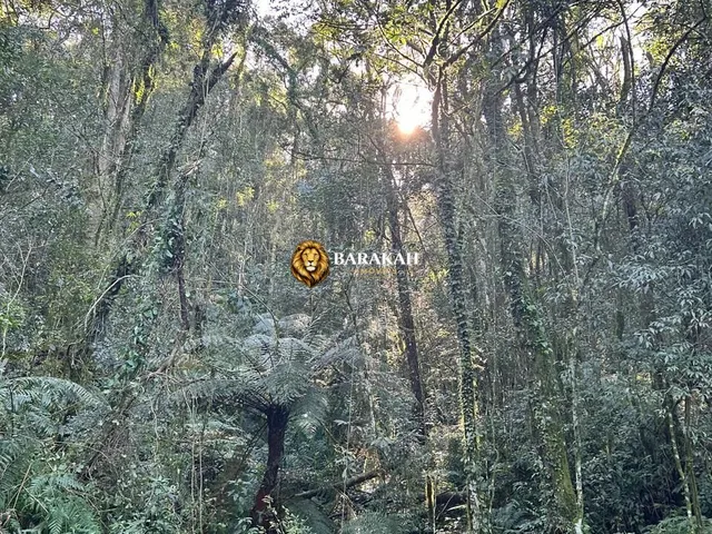 Imagem 4: Chácara à venda no bairro Fazenda Souza - Caxias do Sul/RS