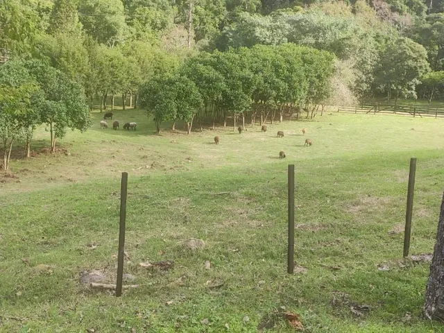 Imagem 6: Chácara 16 Hectares - Forquetinha - Chácara 16 Hectares - Forquetinha