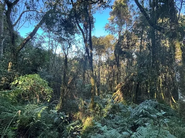 Imagem 2: Chácaras - Fazenda Souza - Chácaras - Fazenda Souza