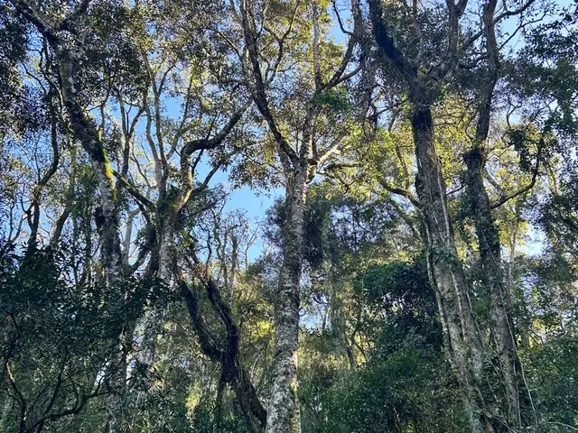 Imagem 4: Chácaras - Fazenda Souza - Chácaras - Fazenda Souza