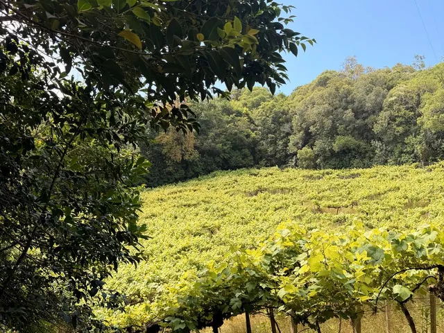 Imagem 5: Colinas Da Uva - Chácara - Colinas Da Uva