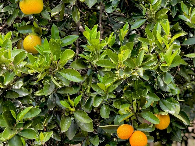 Imagem 2: Colinas Da Uva - Chácara - Colinas Da Uva