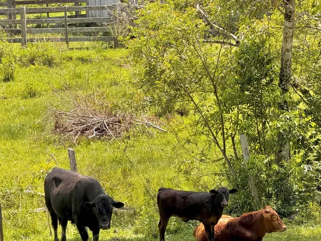 Imagem 7: Colinas Da Uva - Chácara - Colinas Da Uva