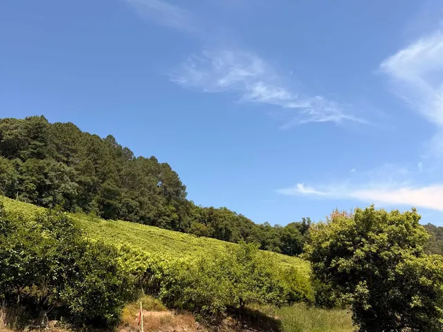 Imagem 3: Colinas Da Uva - Chácara - Colinas Da Uva