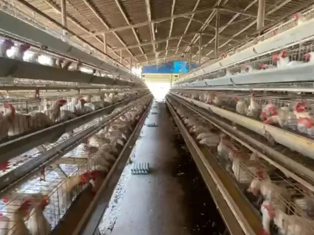 Imagem 7: Granja de Avicultura de Postura | 26,64 Hectares