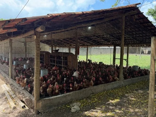 Imagem 12: Granja de Avicultura de Postura | 26,64 Hectares