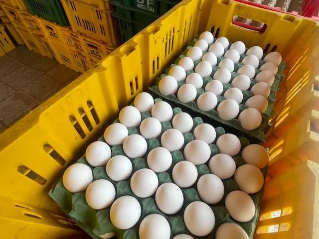 Imagem 16: Granja de Avicultura de Postura | 26,64 Hectares