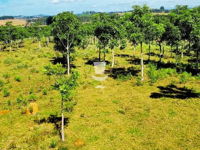 Imagem: Fazenda à venda com floresta de mogno africano