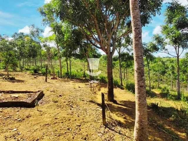 Imagem 11: Fazenda À Venda com Floresta de Mogno Africano com 23 Ha em Ponto Chique