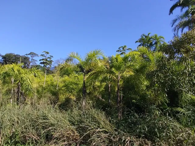 Imagem 7: Áreas Rurais À Venda em Morretes/Pr - Natureza, Água e Qualidade de Vida