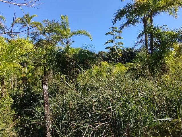 Imagem 9: Áreas Rurais À Venda em Morretes/Pr - Natureza, Água e Qualidade de Vida