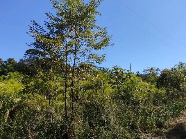 Imagem 5: Áreas Rurais À Venda em Morretes/Pr - Natureza, Água e Qualidade de Vida