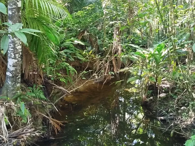 Imagem 3: Áreas Rurais À Venda em Morretes/Pr - Natureza, Água e Qualidade de Vida