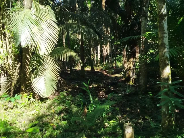 Imagem 4: Áreas Rurais À Venda em Morretes/Pr - Natureza, Água e Qualidade de Vida