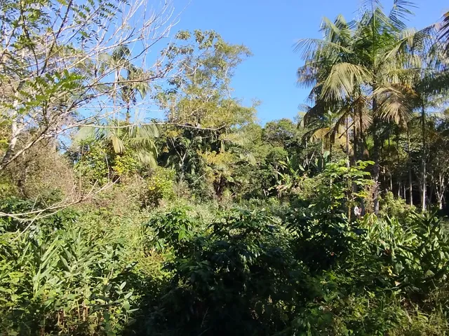Imagem 6: Áreas Rurais À Venda em Morretes/Pr - Natureza, Água e Qualidade de Vida
