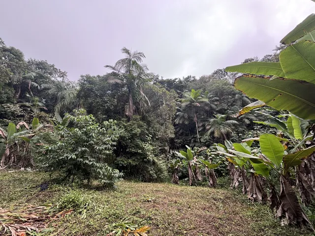 Imagem 15: Chácara À Venda no Bairro Capituva - Morretes/Pr, Rural