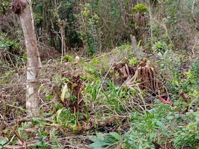 Imagem 2: Terreno em Shangri-la, Pontal do Paraná/PR