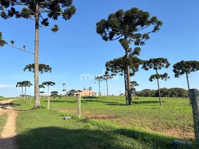 Imagem 6: Fazenda à venda no bairro Campestre da Faxina - São José dos Pinhais/PR
