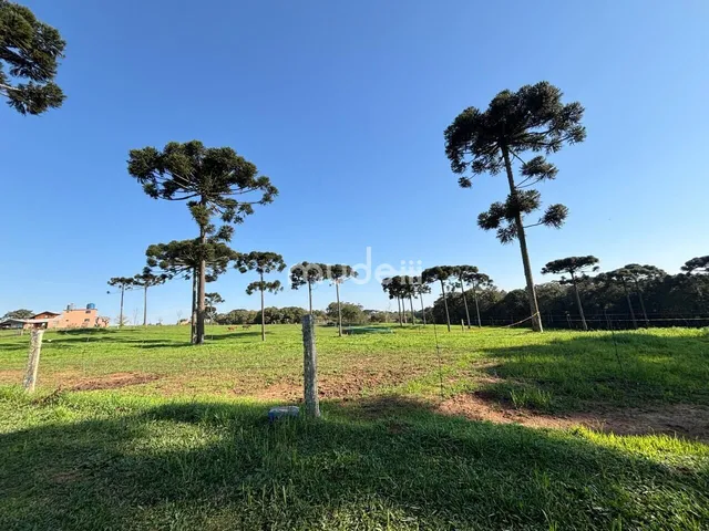 Imagem 5: Fazenda à venda no bairro Campestre da Faxina - São José dos Pinhais/PR