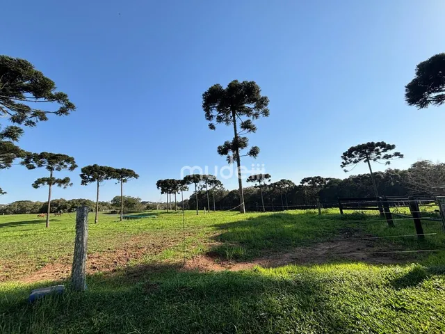 Imagem 9: Fazenda à venda no bairro Campestre da Faxina - São José dos Pinhais/PR