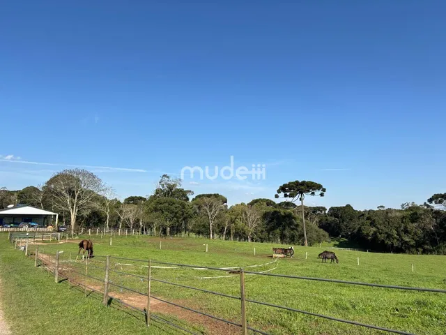 Imagem 11: Fazenda à venda no bairro Campestre da Faxina - São José dos Pinhais/PR