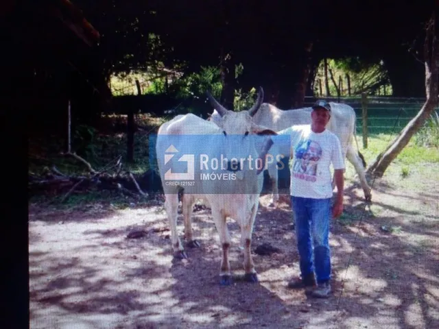 Imagem 14: INCRÍVEL FAZENDA À VENDA! Se você sempre sonhou em viver em meio à natureza, com