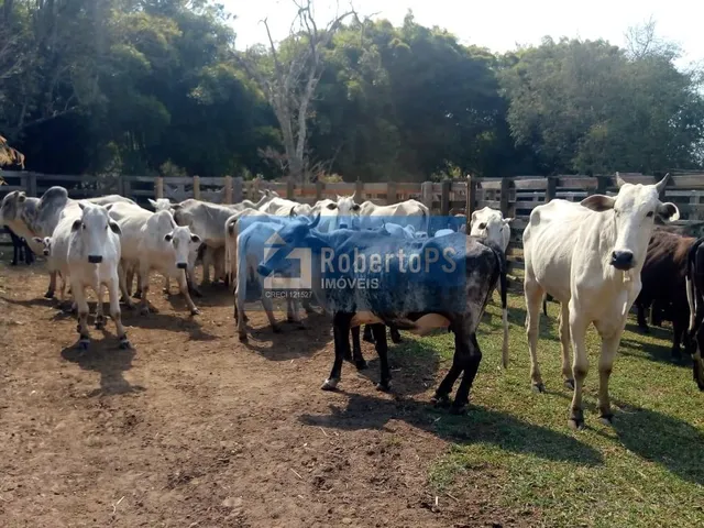 Imagem 13: INCRÍVEL FAZENDA À VENDA! Se você sempre sonhou em viver em meio à natureza, com
