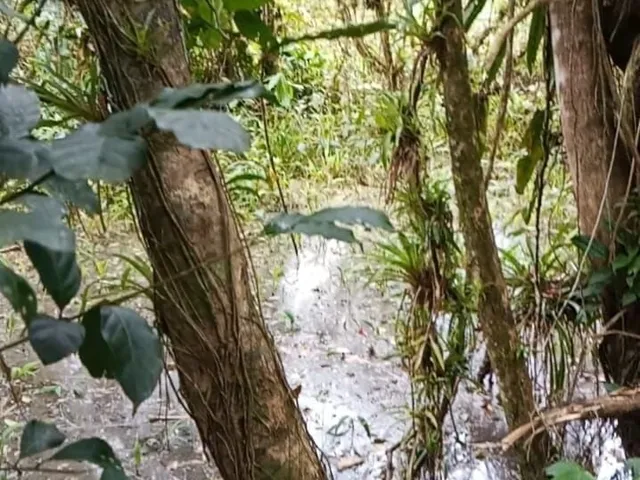 Imagem 2: Chácara em Centro, Morretes/PR