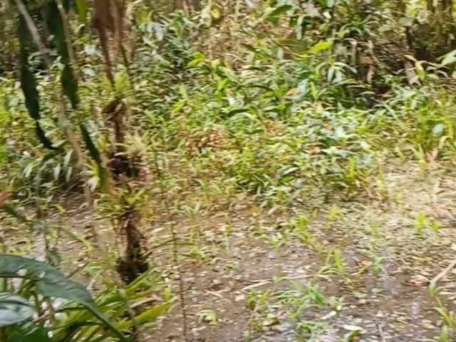 Imagem 7: Chácara em Centro, Morretes/PR