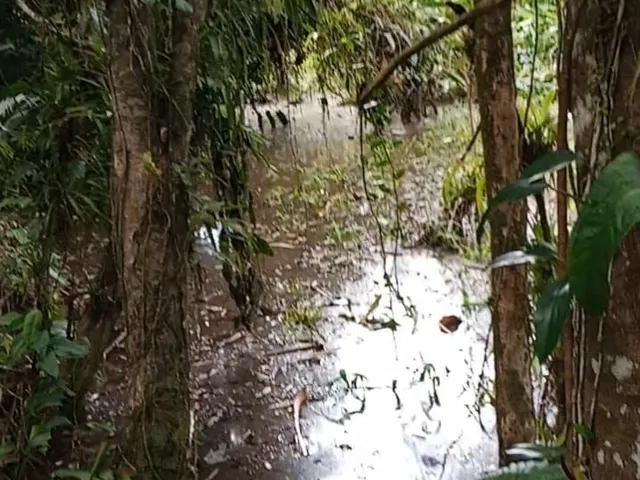 Imagem 5: Chácara em Centro, Morretes/PR