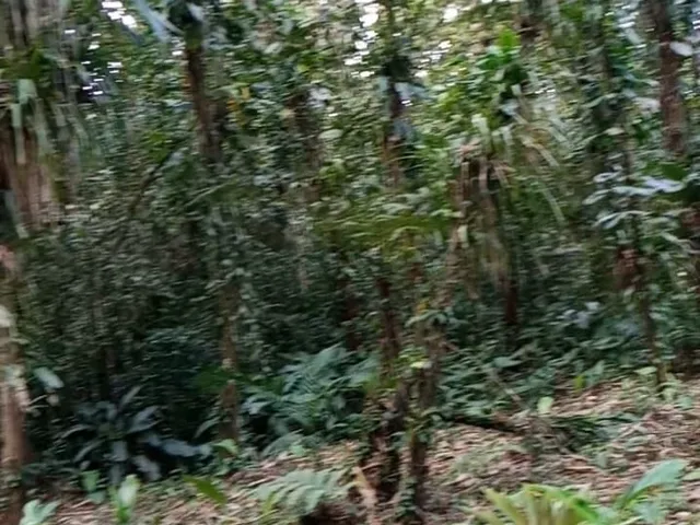 Imagem 3: Chácara em Centro, Morretes/PR