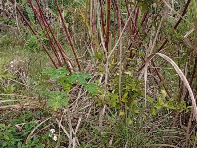 Imagem 4: Terreno em Sertãozinho, Matinhos/PR