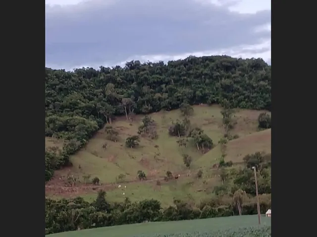 Imagem: Chácara 2 alqueires a venda jardim alegre