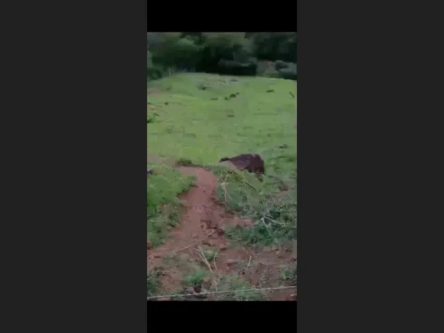 Imagem 2: Chácara 2 alqueires a venda jardim alegre PR ótima localização