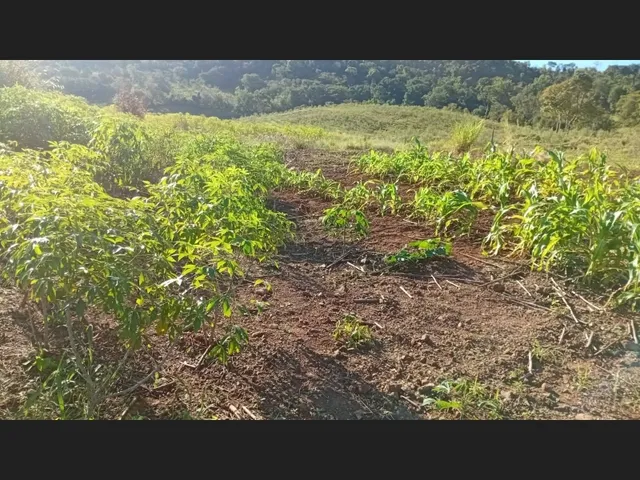 Imagem 6: Chácara 1 alqueires a venda jardim alegre PR ótima localização