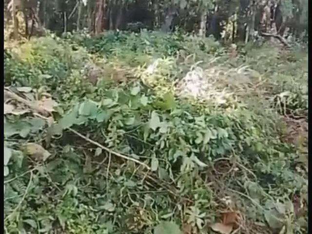 Imagem 4: Chácara em Centro, Antonina/PR