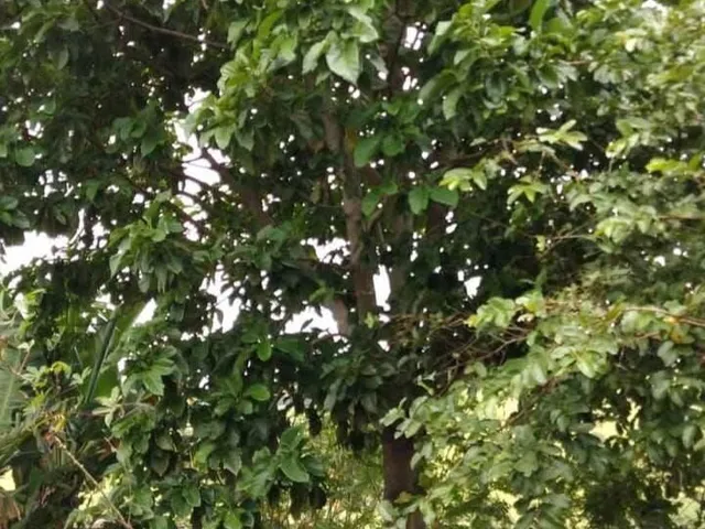 Imagem 3: Chácara em Centro, Bonfim/Mg