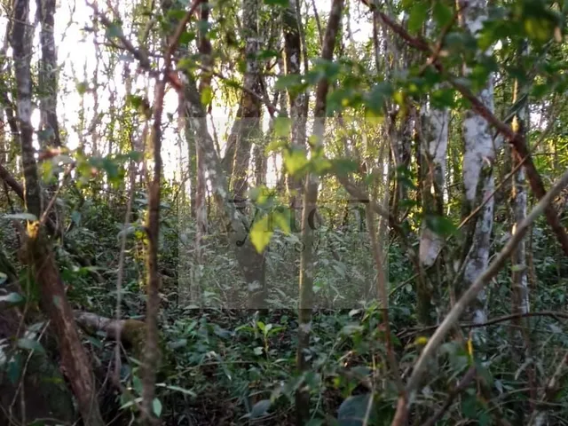 Imagem 7: Área À Venda no Bairro Rural - Presidente Lucena/Rs