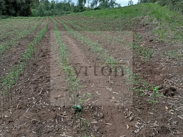 Imagem 3: Chácara À Venda no Bairro Conceição - Portão/Rs