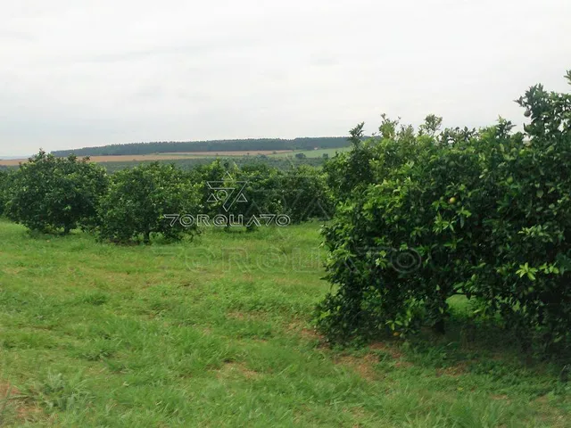 Imagem 5: Seu Sonho Rural em Conchal: Propriedade de 72.600 M² com Infraestrutura Completa!